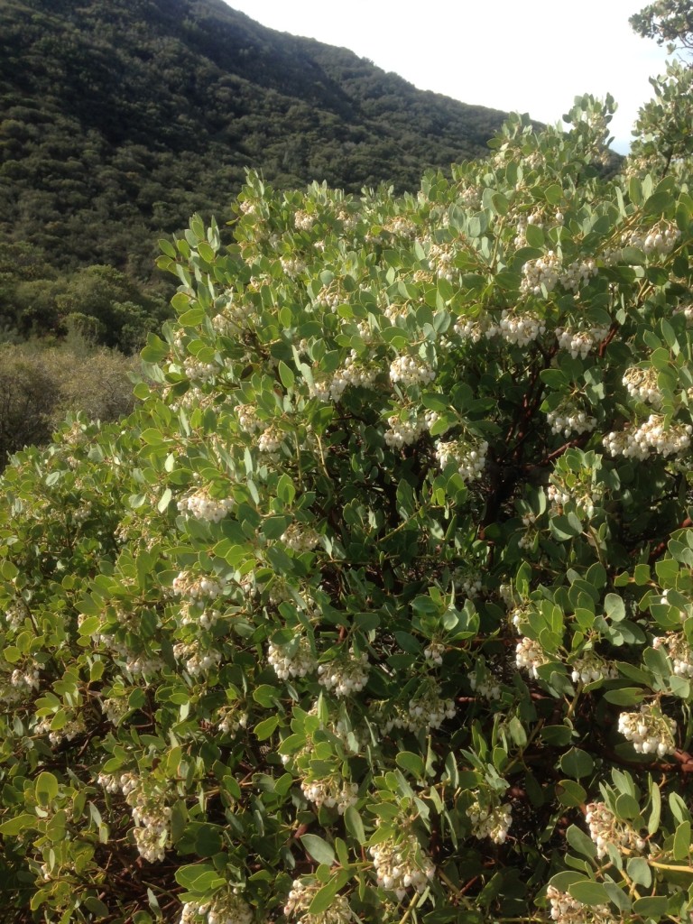 Blooming Manzanita (Arctostaphylos)
