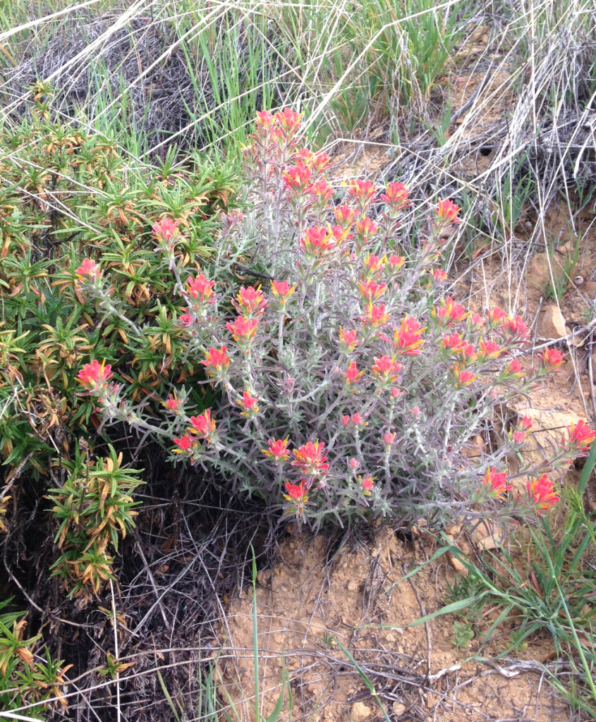 Red blossoms of Indian Paint Brush near La Cumbre Peak and Flores Flats (white California Clematis vine, not shown, was in full bloom above Flores Flats)